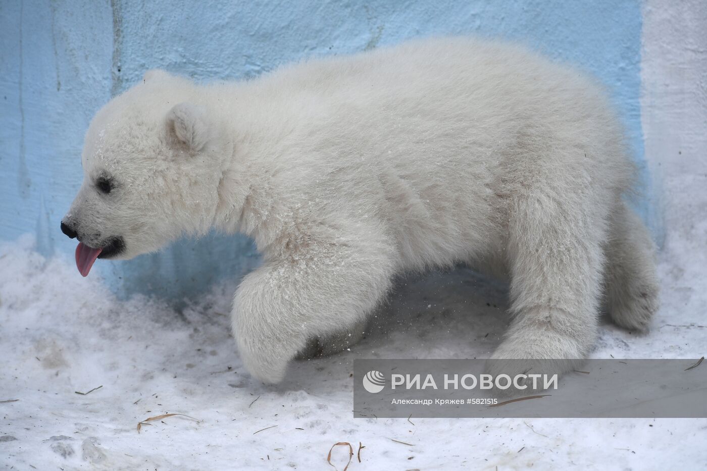 Белые медвежата в Новосибирском зоопарке