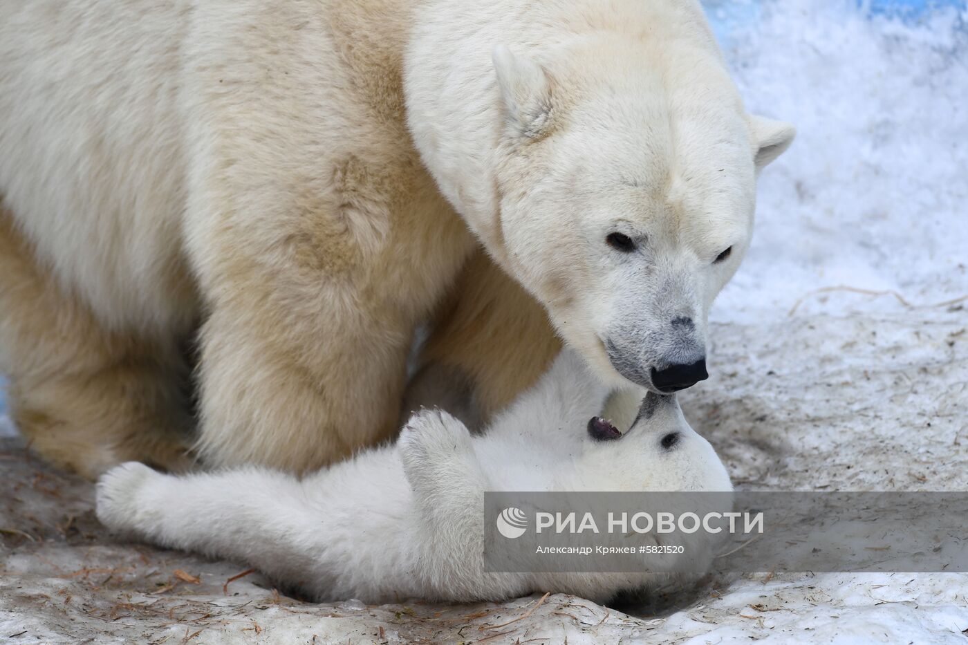 Белые медвежата в Новосибирском зоопарке