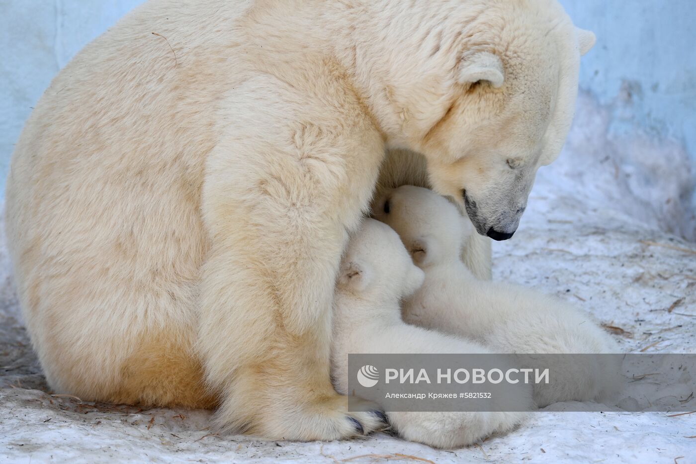 Белые медвежата в Новосибирском зоопарке