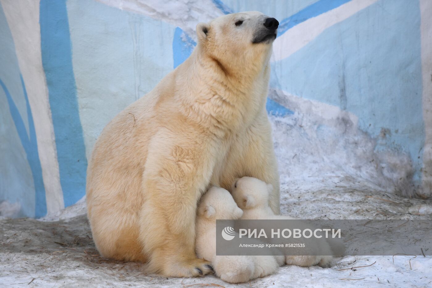 Белые медвежата в Новосибирском зоопарке