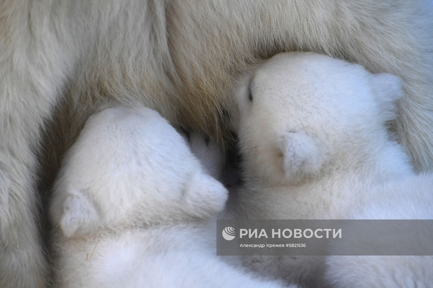 Белые медвежата в Новосибирском зоопарке