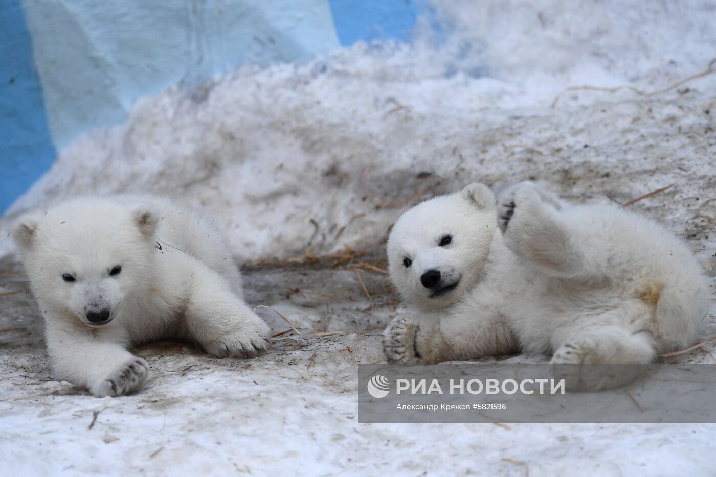 Белые медвежата в Новосибирском зоопарке