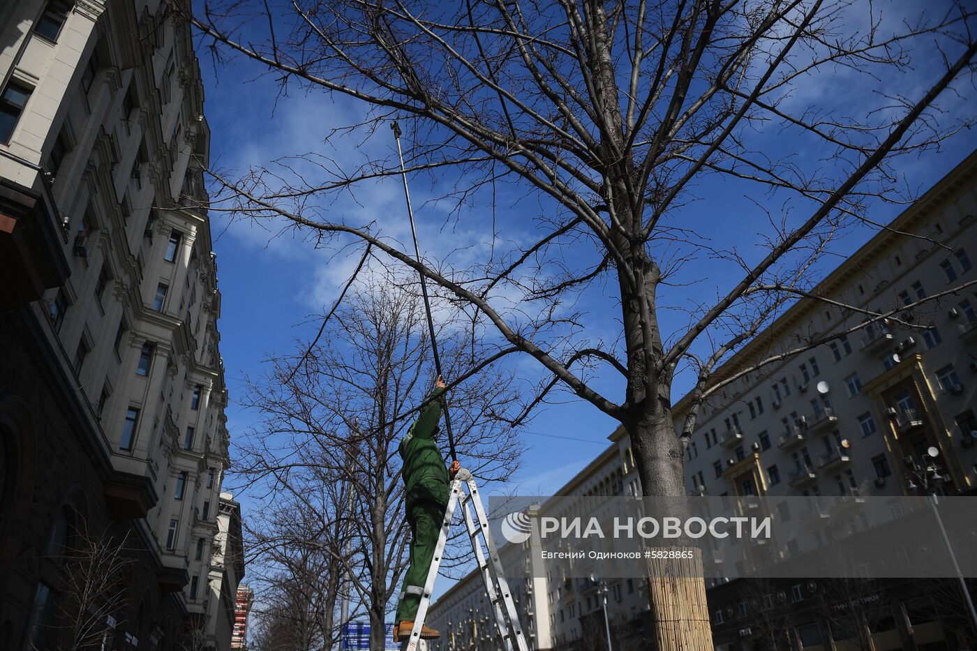 Подготовка деревьев к летнему сезону в Москве
