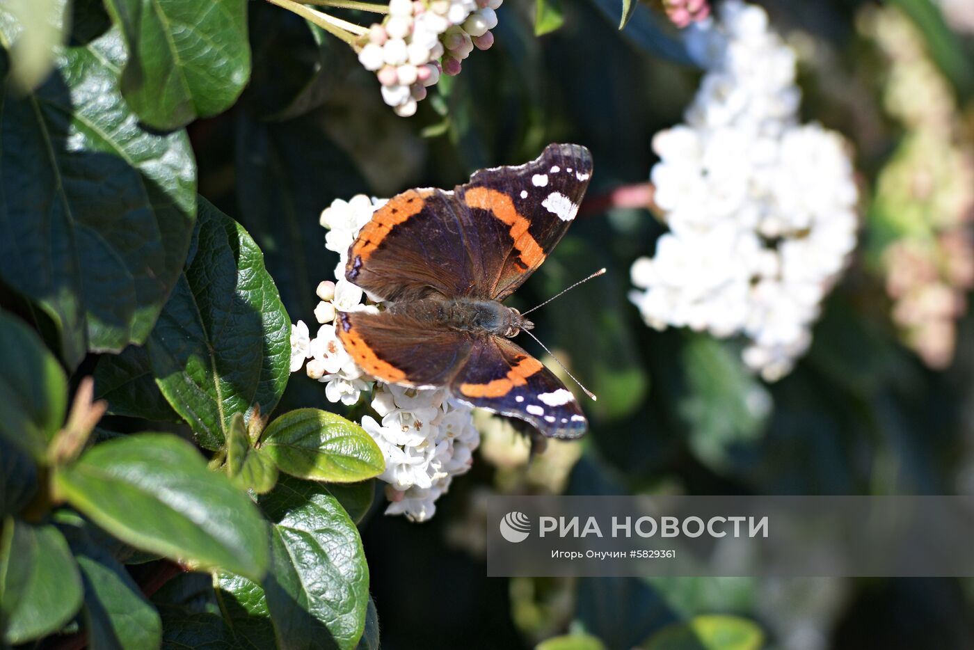 Весна в Сочи