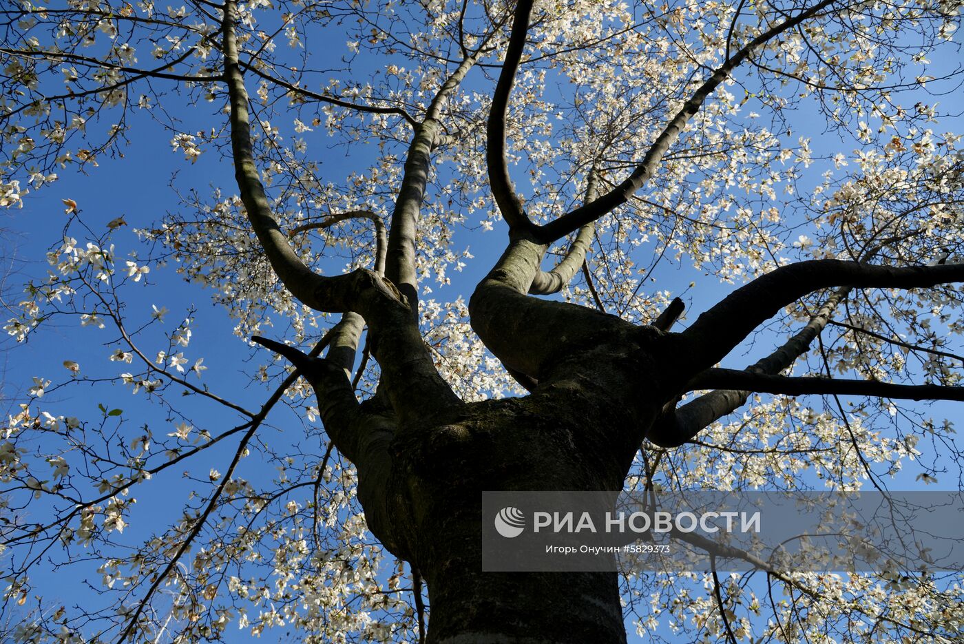 Весна в Сочи