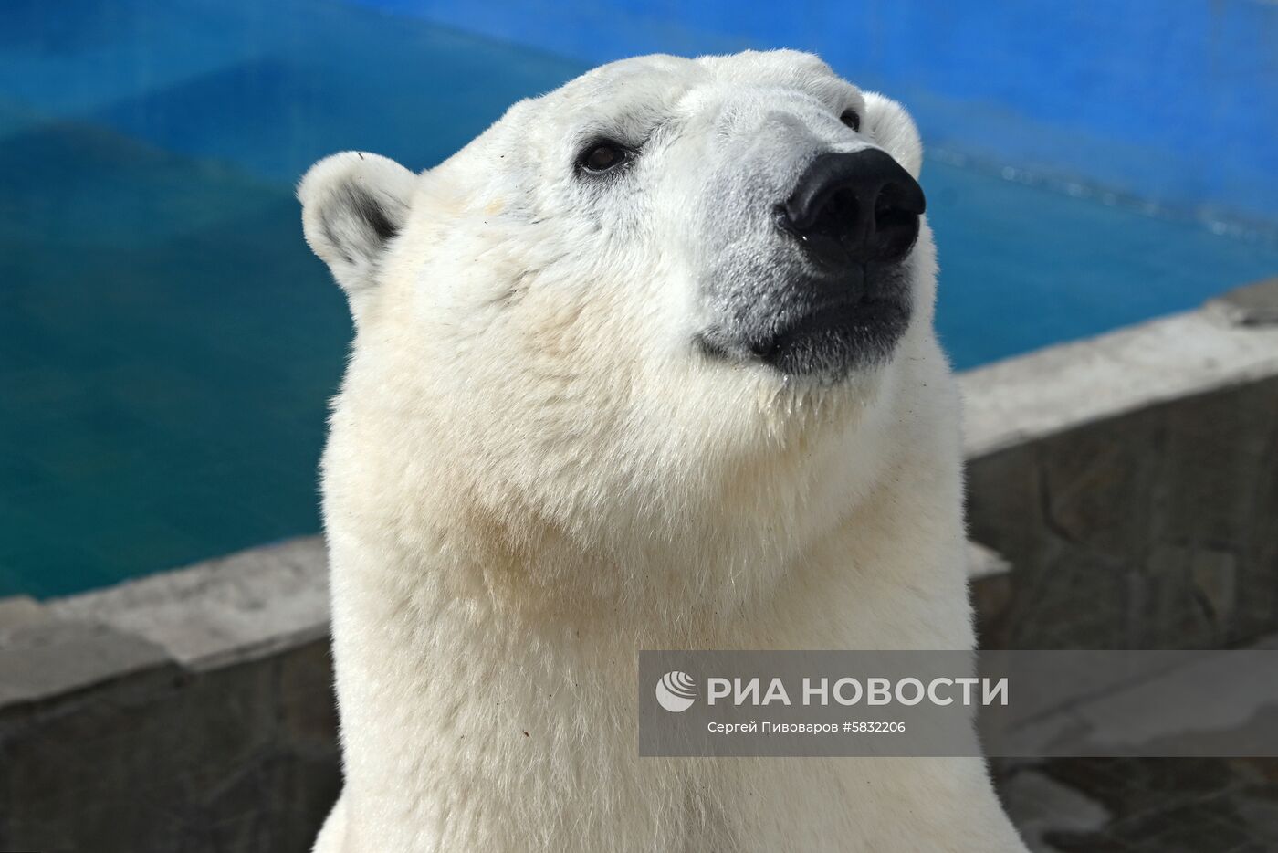 Белые медведи в Ростовском зоопарке