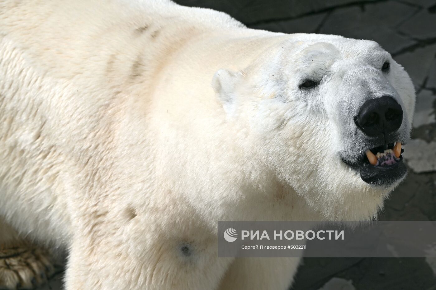 Белые медведи в Ростовском зоопарке