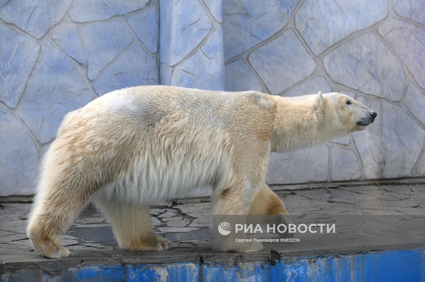 Белые медведи в Ростовском зоопарке