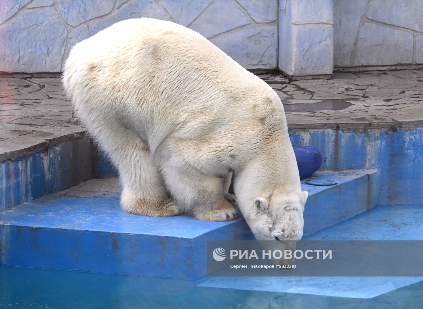 Белые медведи в Ростовском зоопарке