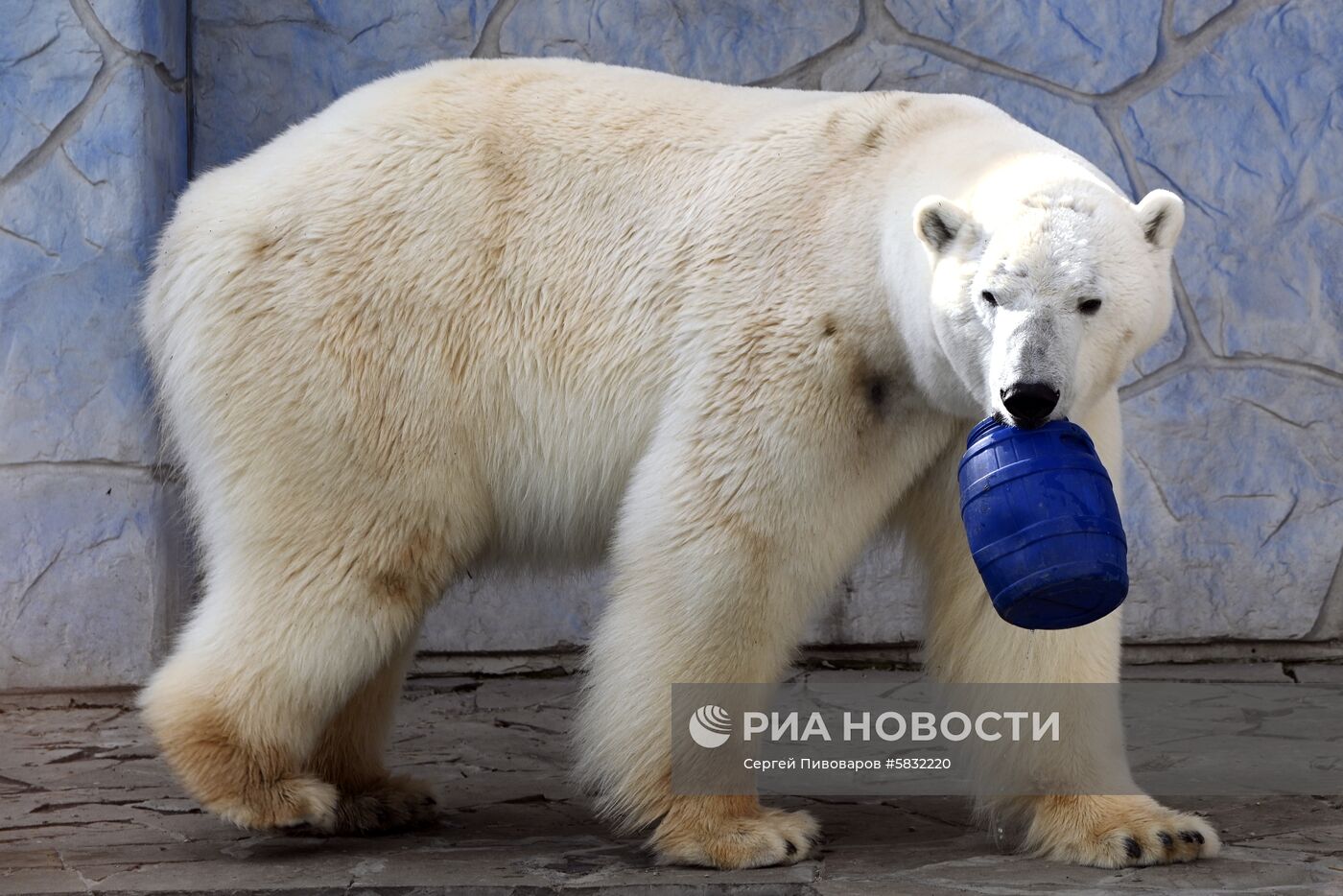 Белые медведи в Ростовском зоопарке