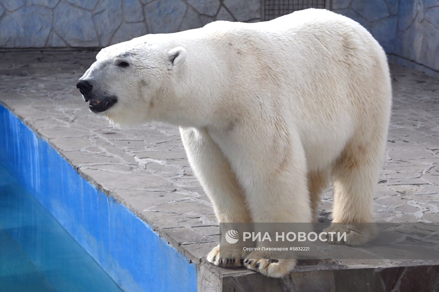 Белые медведи в Ростовском зоопарке