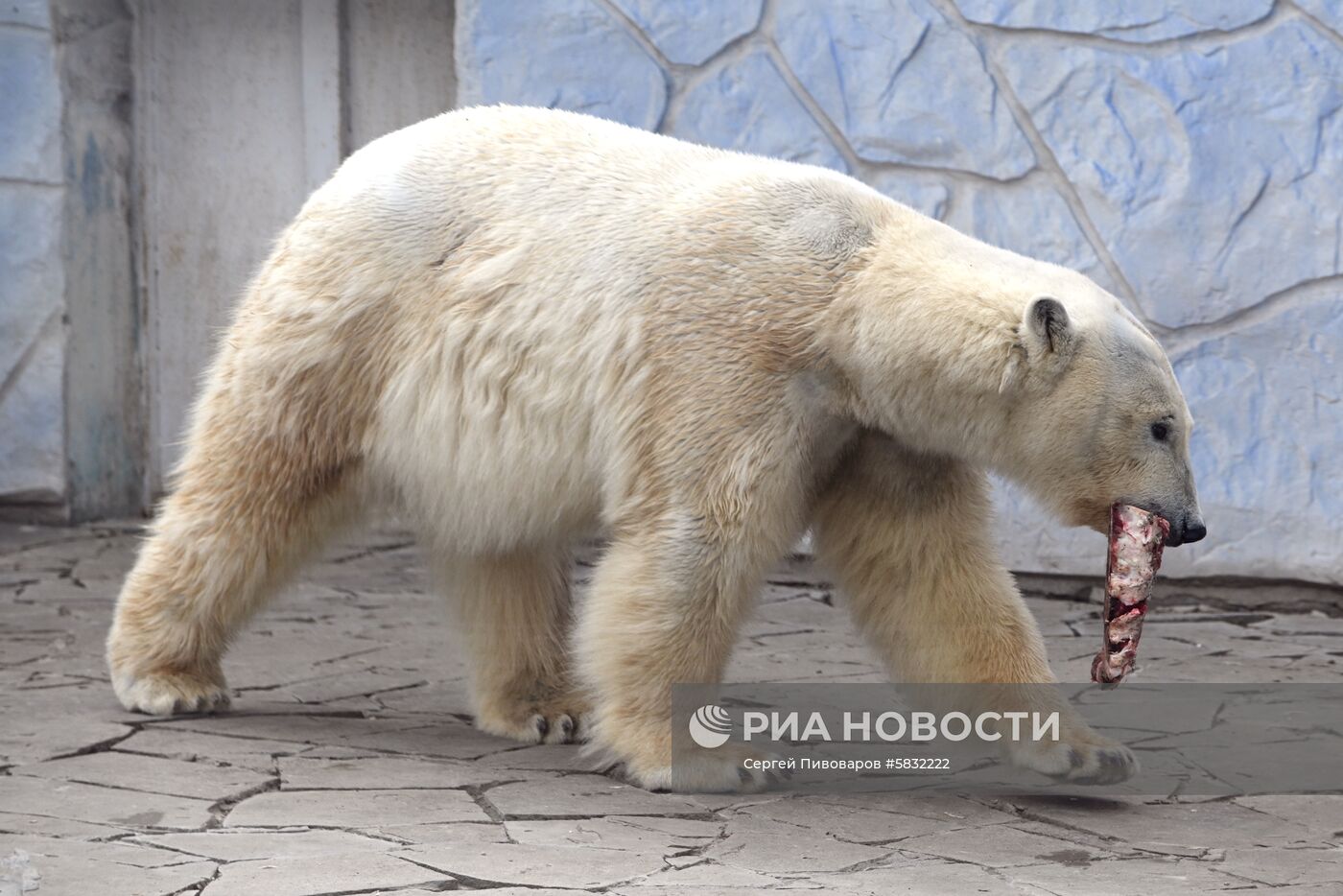 Белые медведи в Ростовском зоопарке