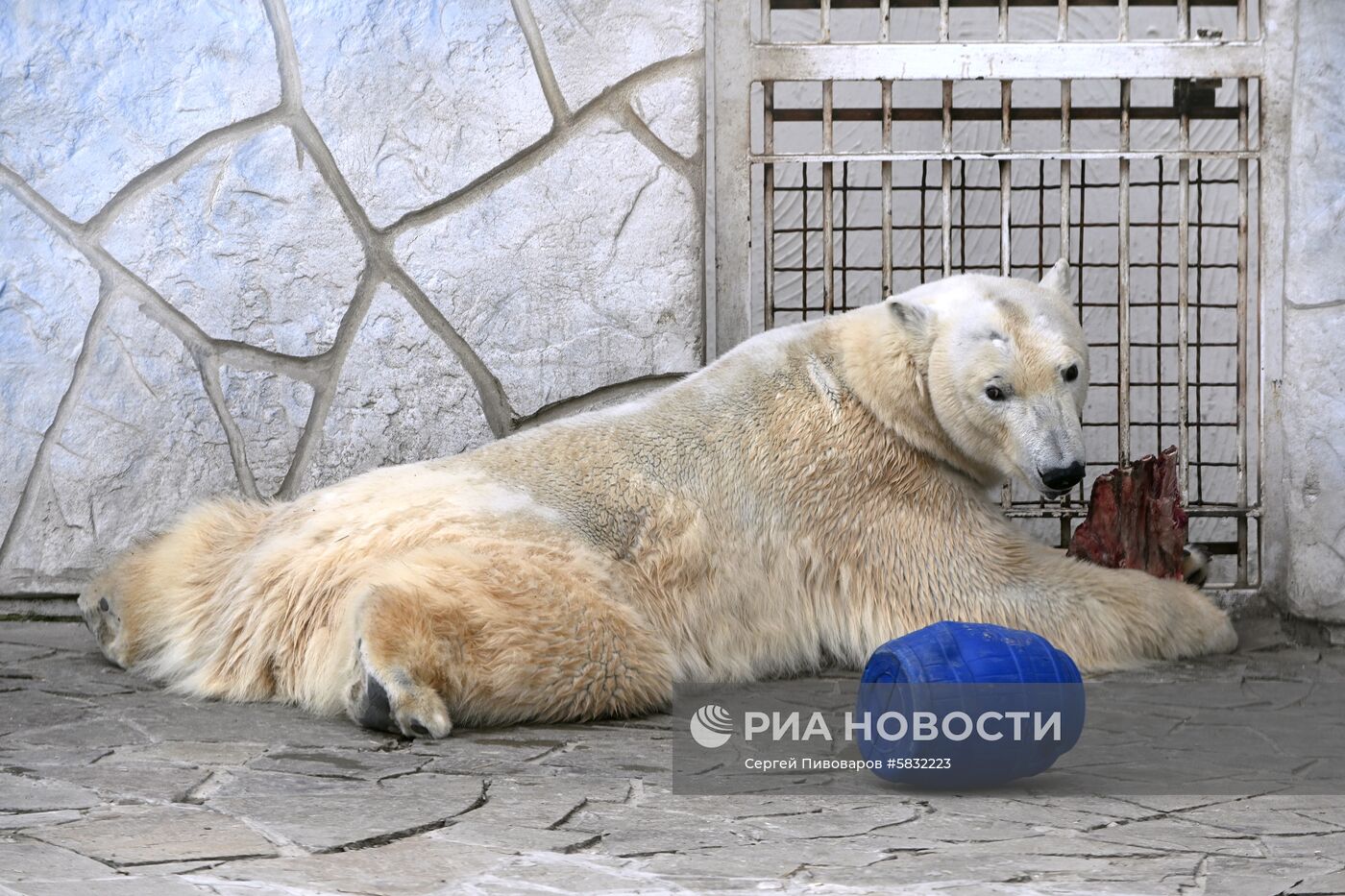 Белые медведи в Ростовском зоопарке