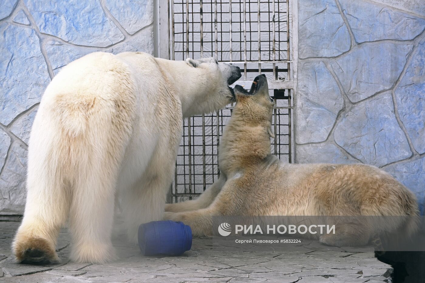 Белые медведи в Ростовском зоопарке