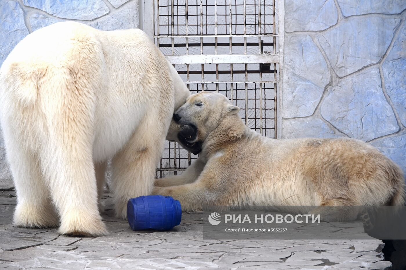 Белые медведи в Ростовском зоопарке