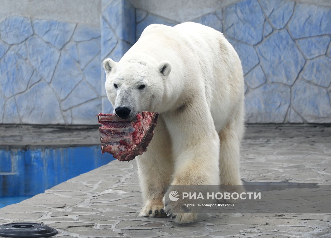 Белые медведи в Ростовском зоопарке