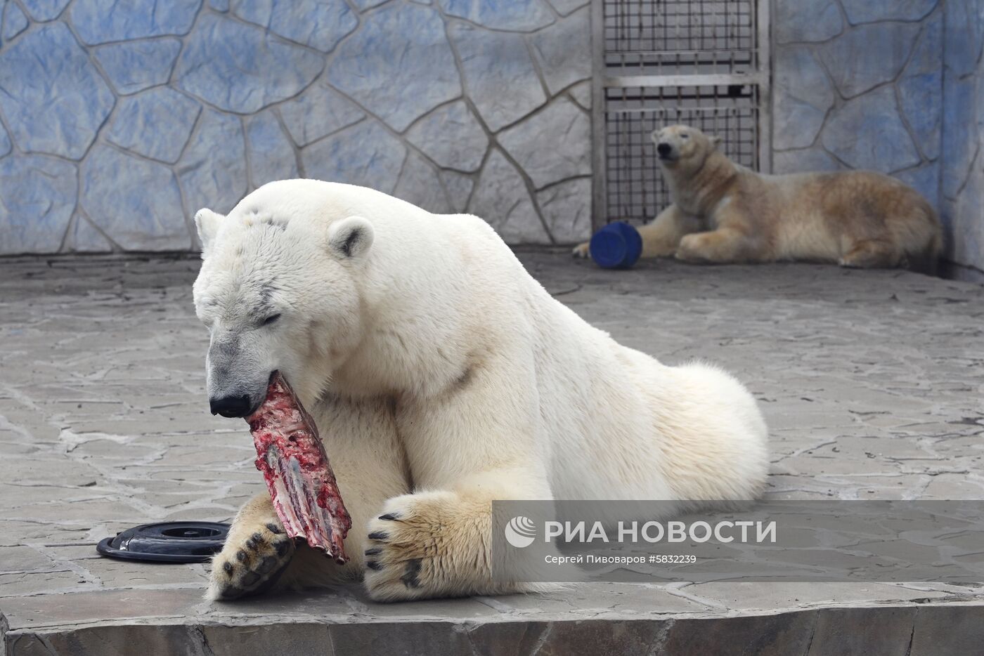 Белые медведи в Ростовском зоопарке