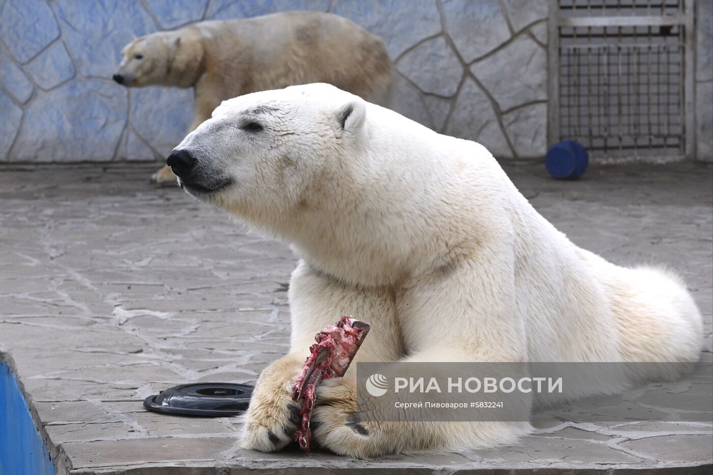 Белые медведи в Ростовском зоопарке