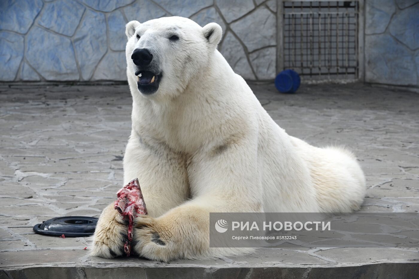 Белые медведи в Ростовском зоопарке