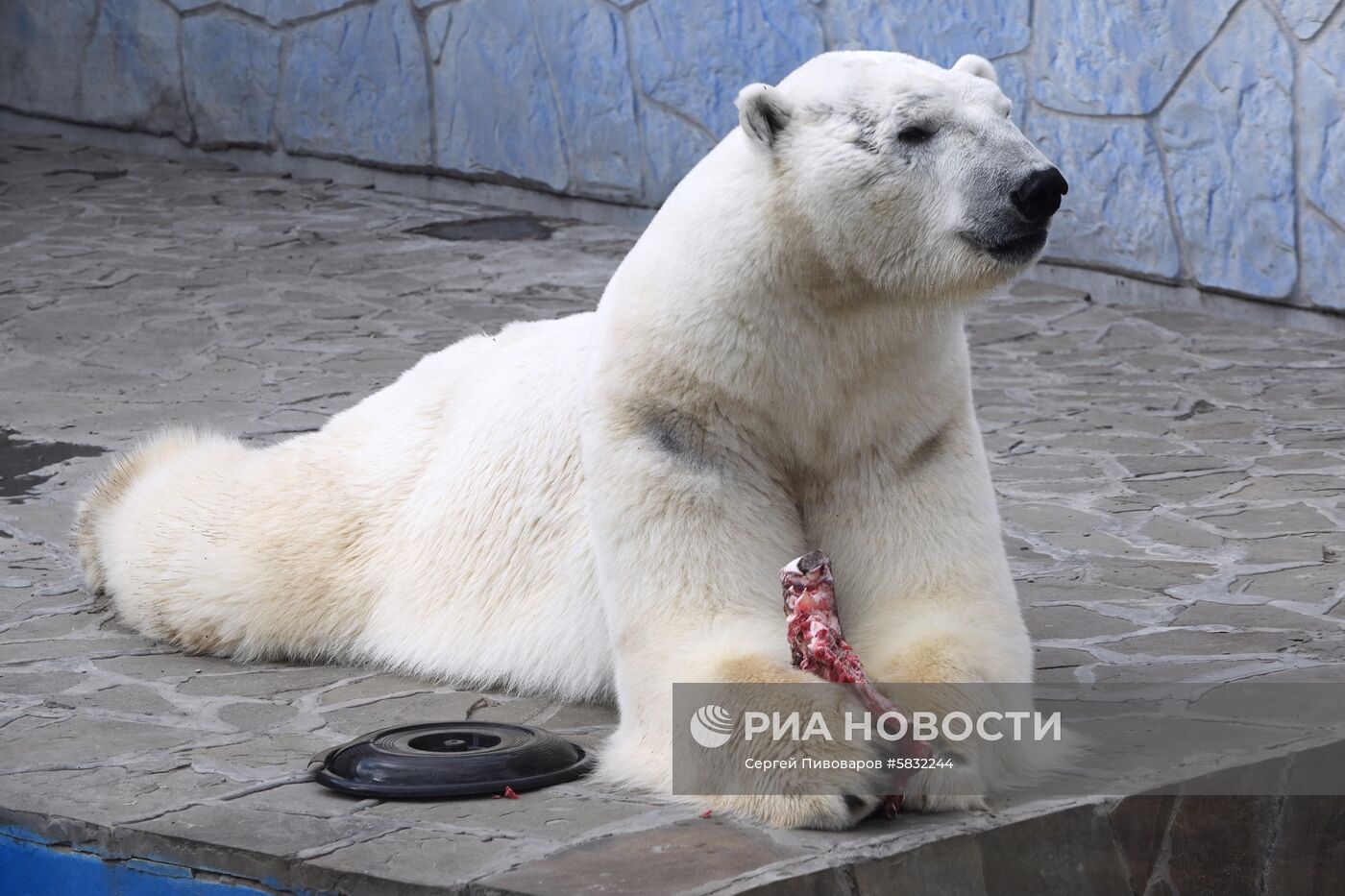 Белые медведи в Ростовском зоопарке