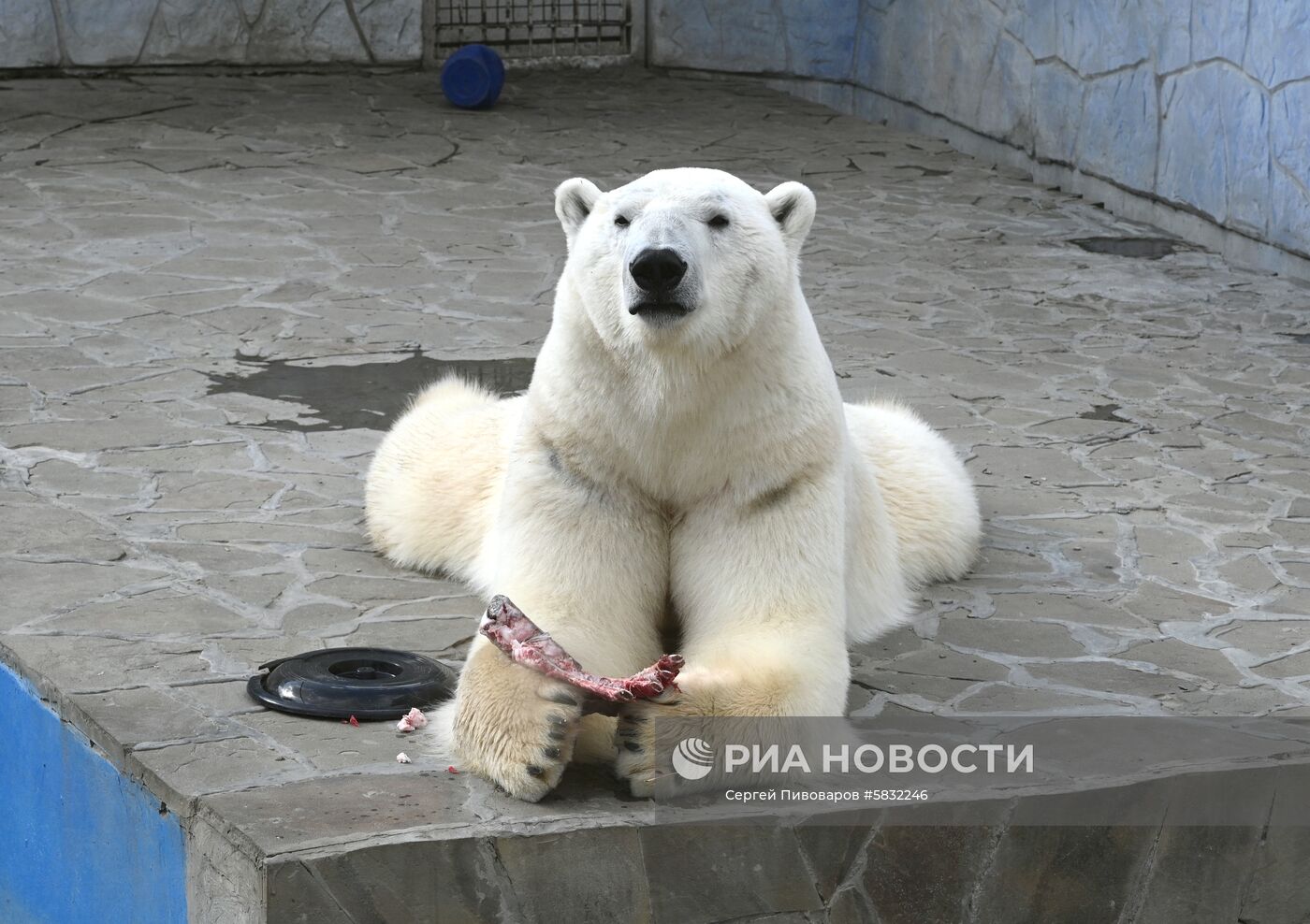 Белые медведи в Ростовском зоопарке