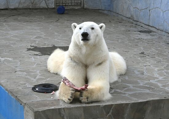 Белые медведи в Ростовском зоопарке
