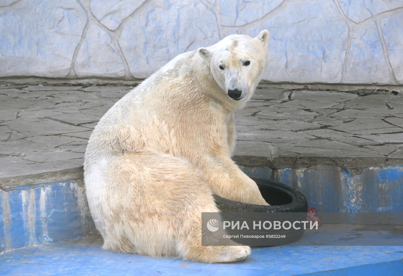 Белые медведи в Ростовском зоопарке