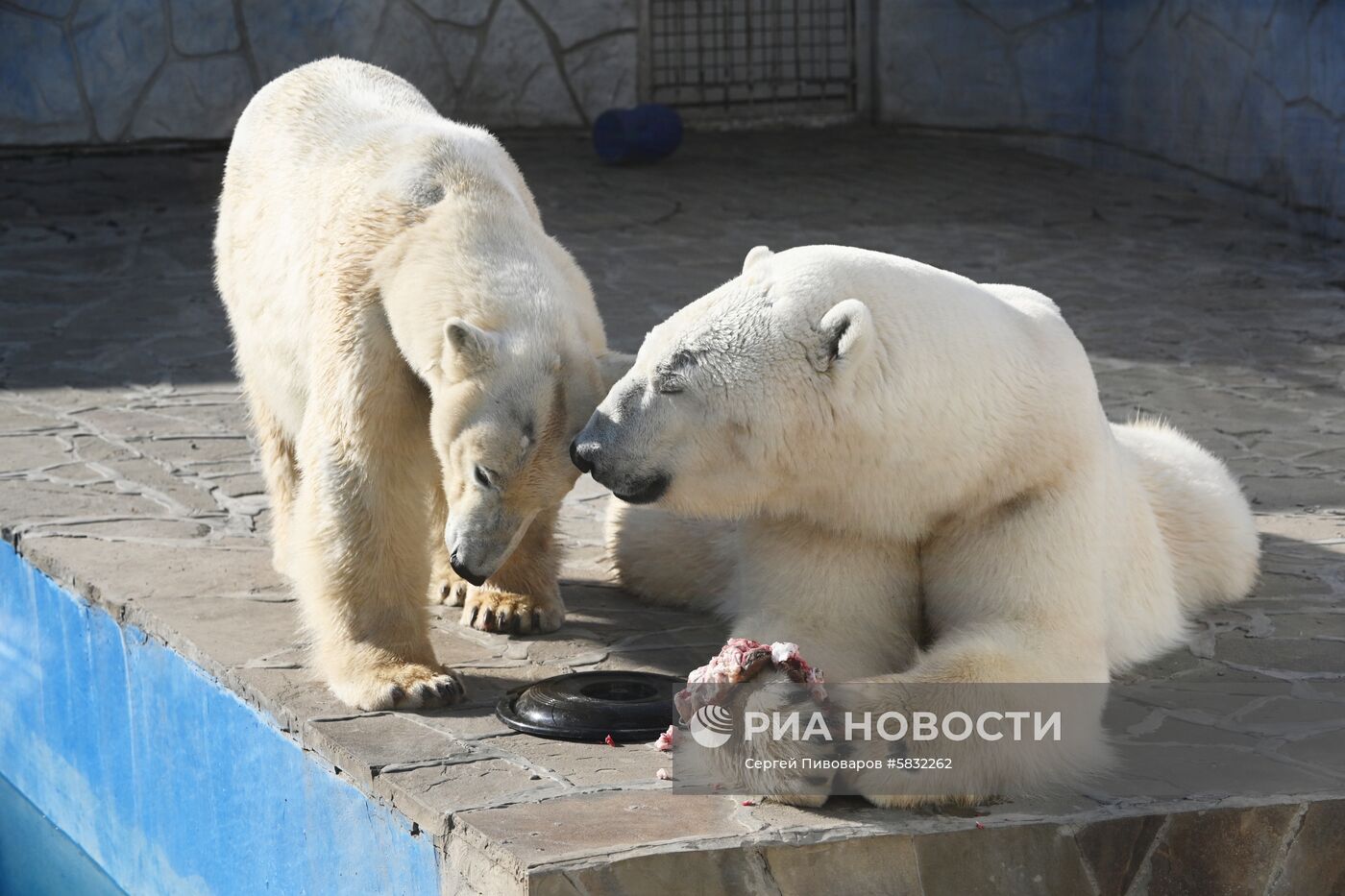 Белые медведи в Ростовском зоопарке