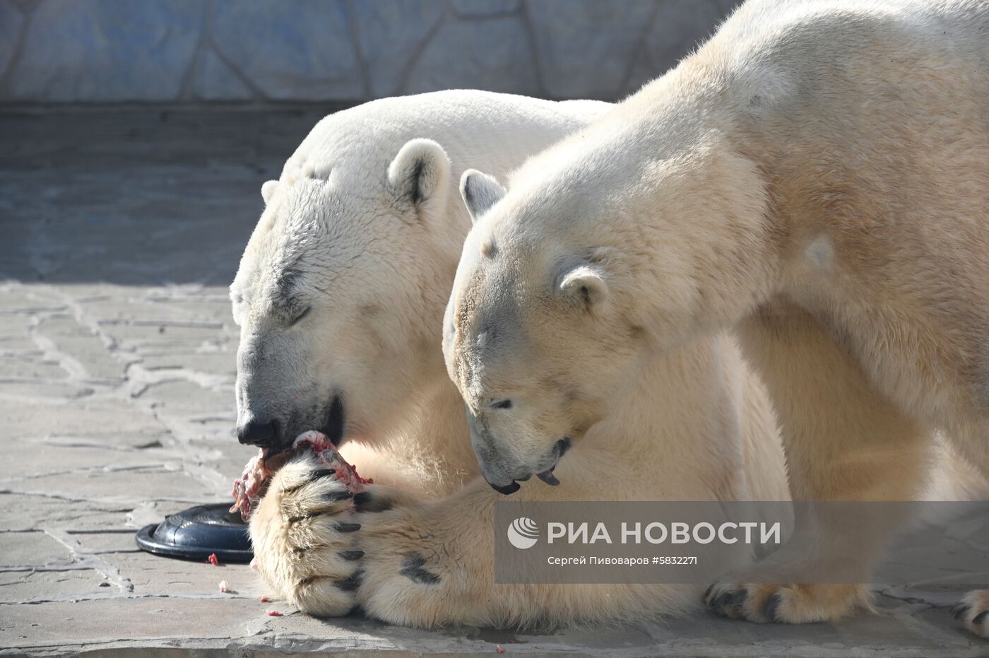 Белые медведи в Ростовском зоопарке