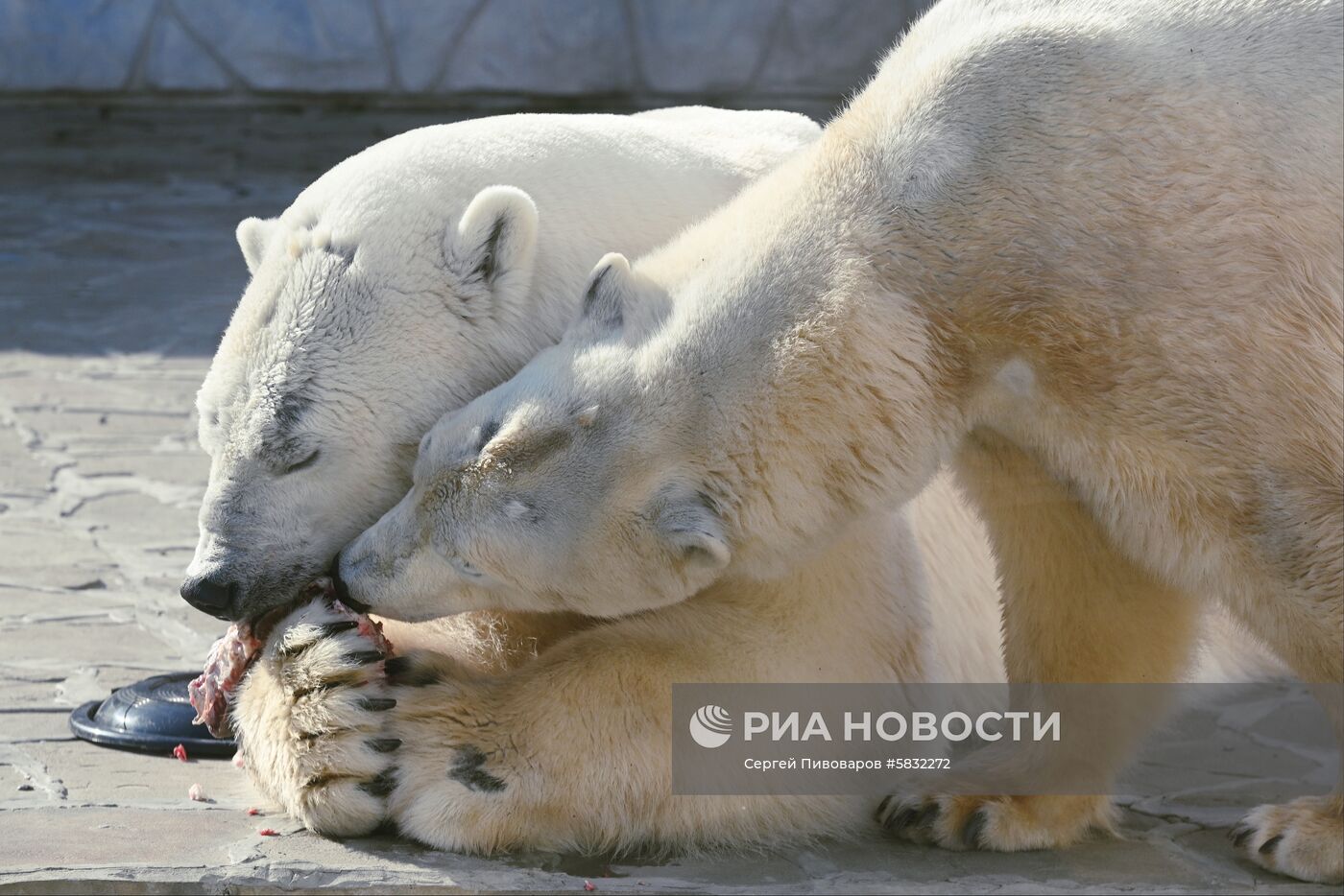 Белые медведи в Ростовском зоопарке