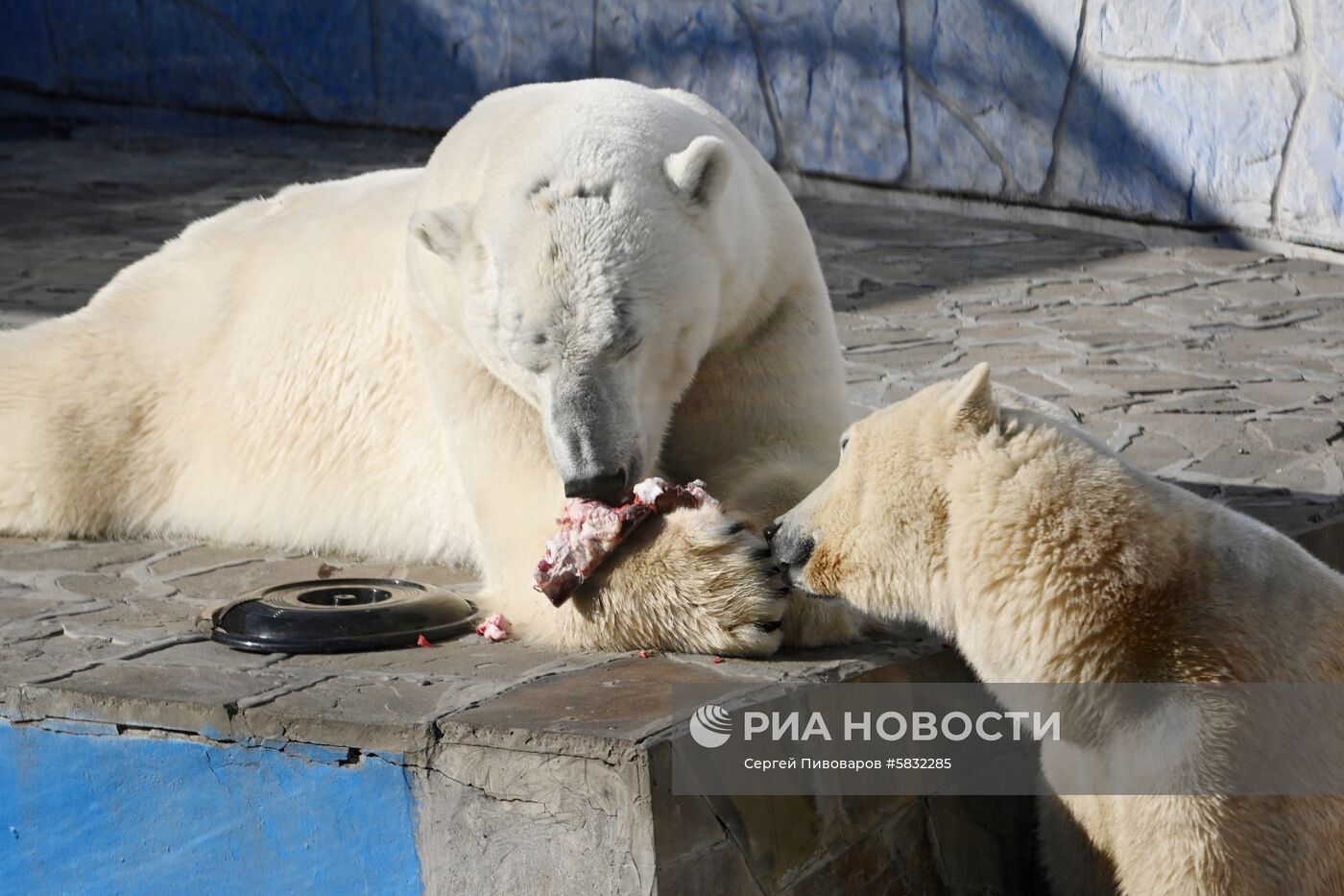 Белые медведи в Ростовском зоопарке