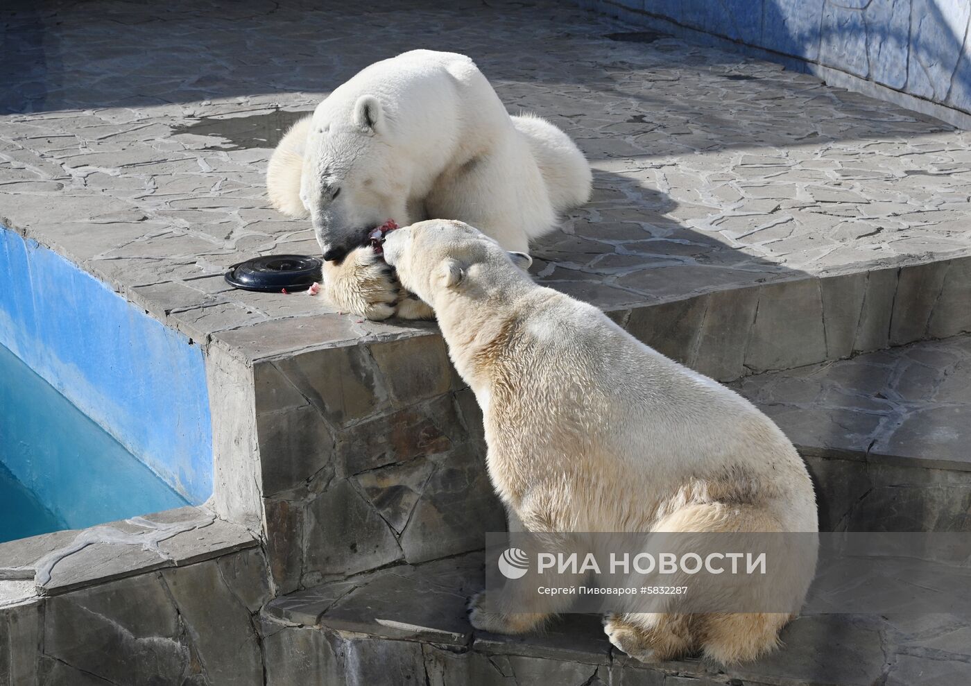 Белые медведи в Ростовском зоопарке