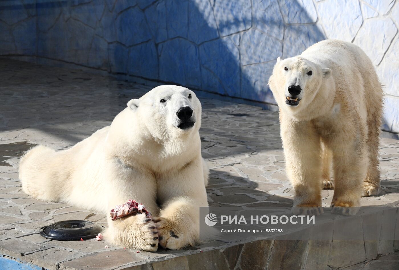 Белые медведи в Ростовском зоопарке