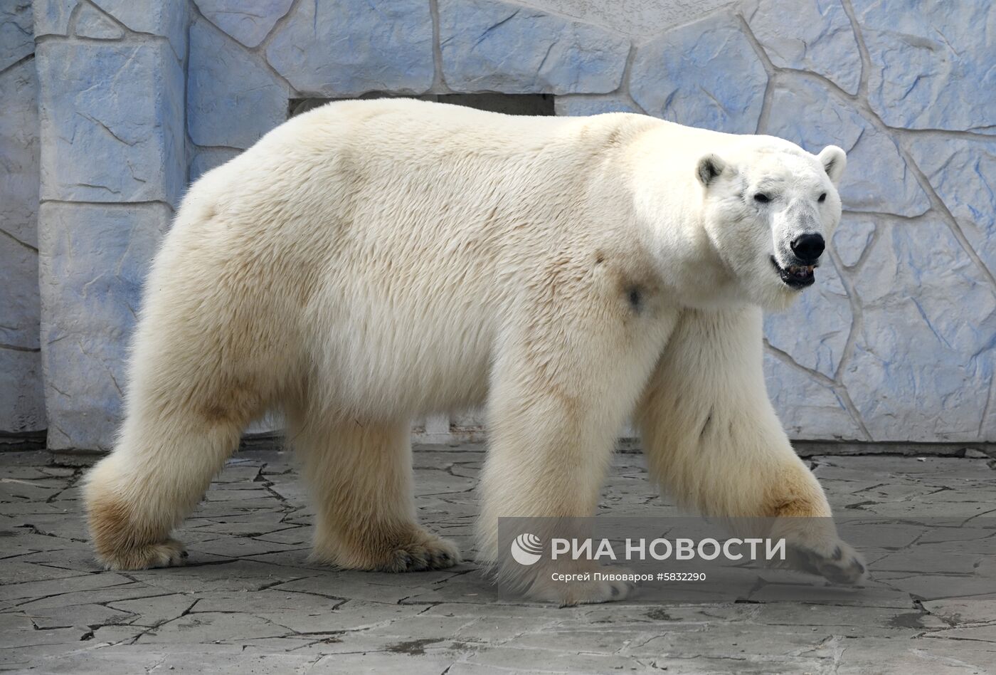 Белые медведи в Ростовском зоопарке