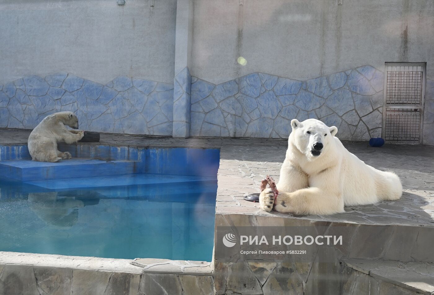 Белые медведи в Ростовском зоопарке