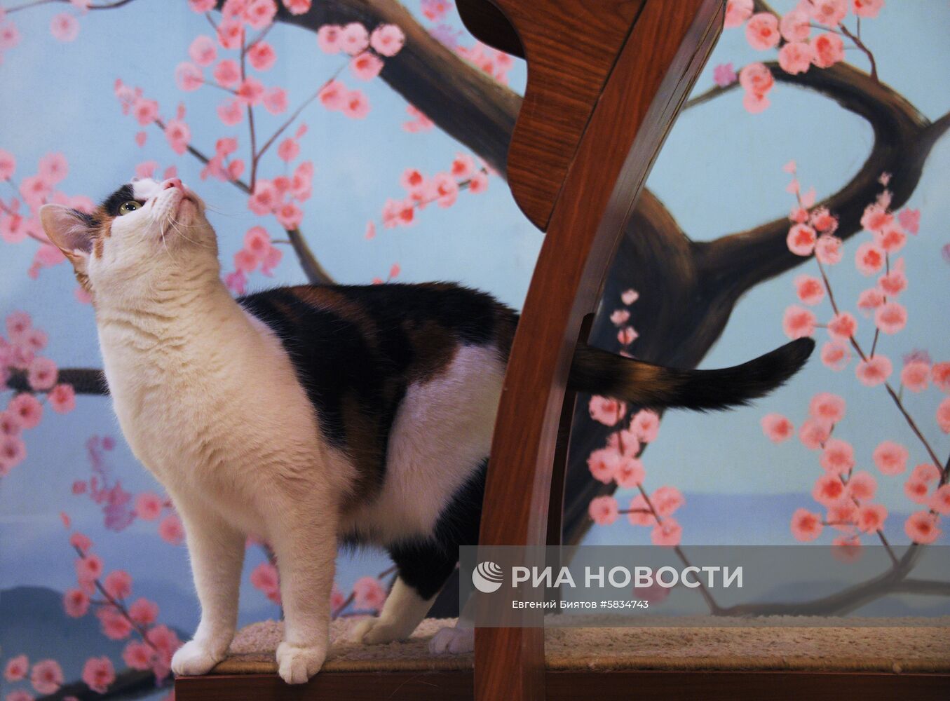Театр кошек Куклачёва