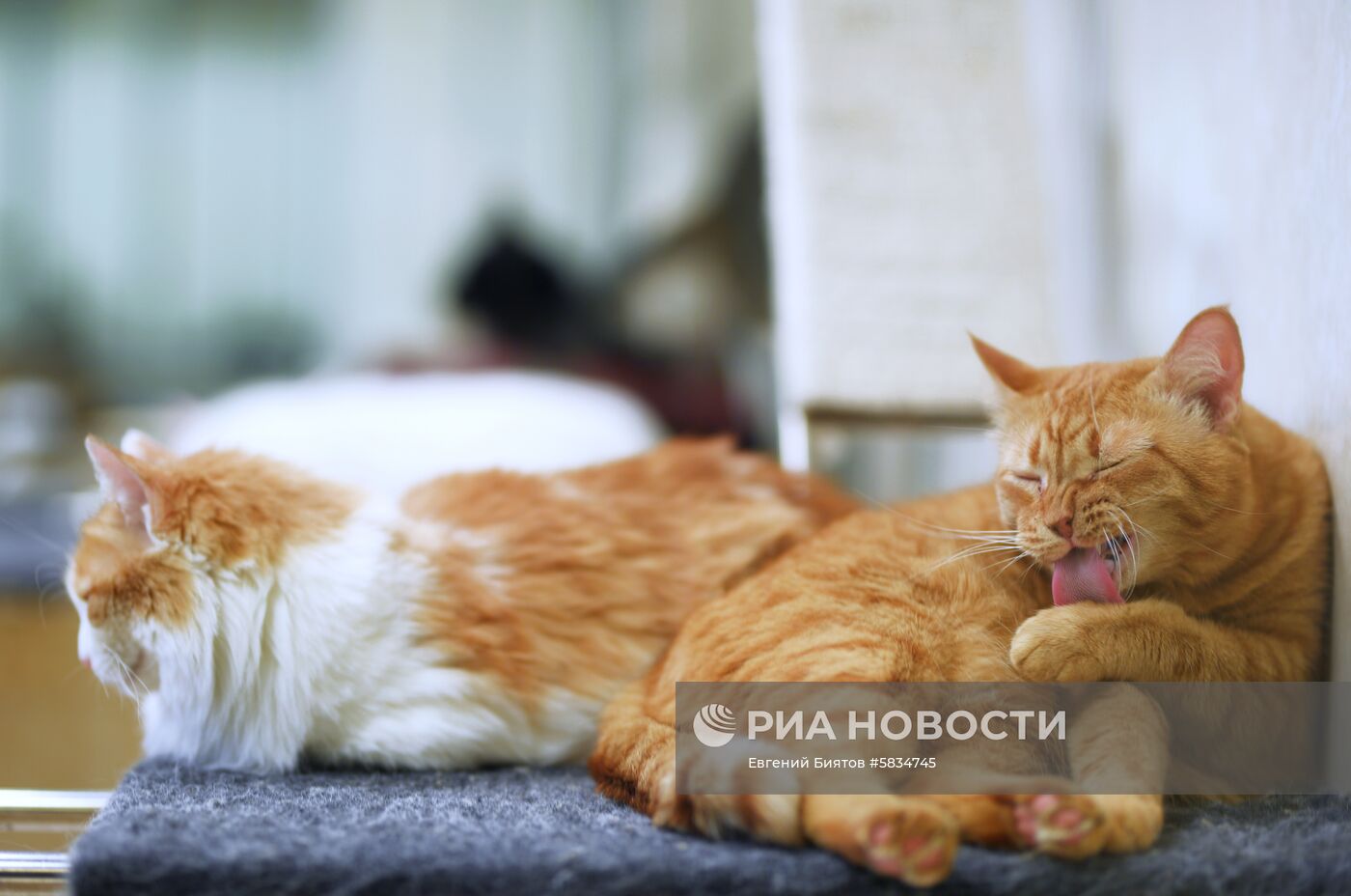 Театр кошек Куклачёва