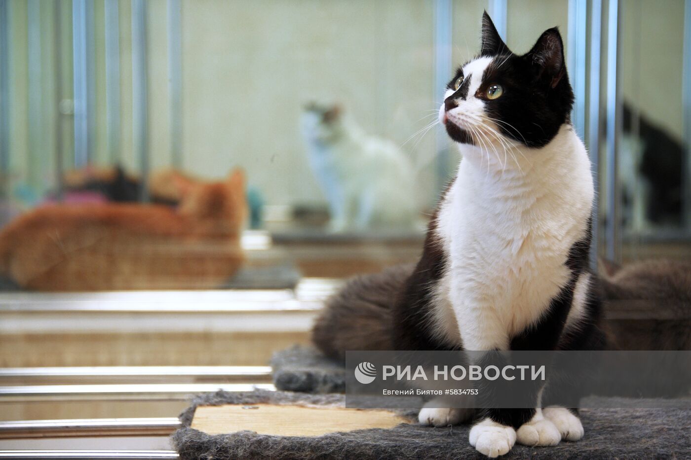 Театр кошек Куклачёва