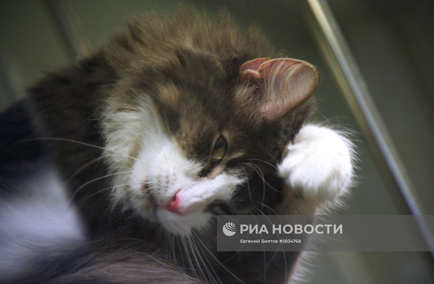Театр кошек Куклачёва