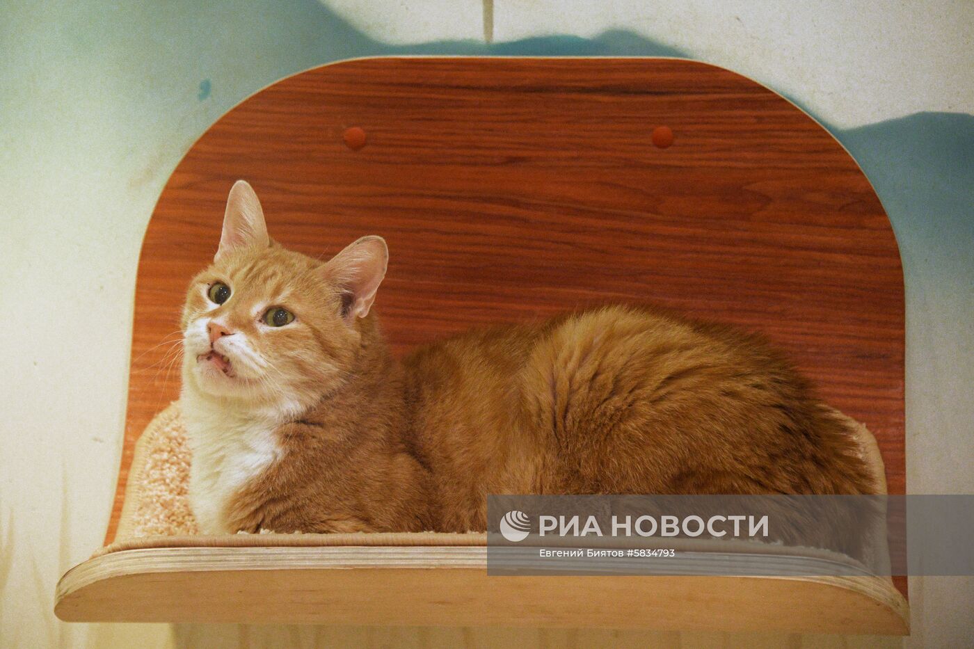 Театр кошек Куклачёва
