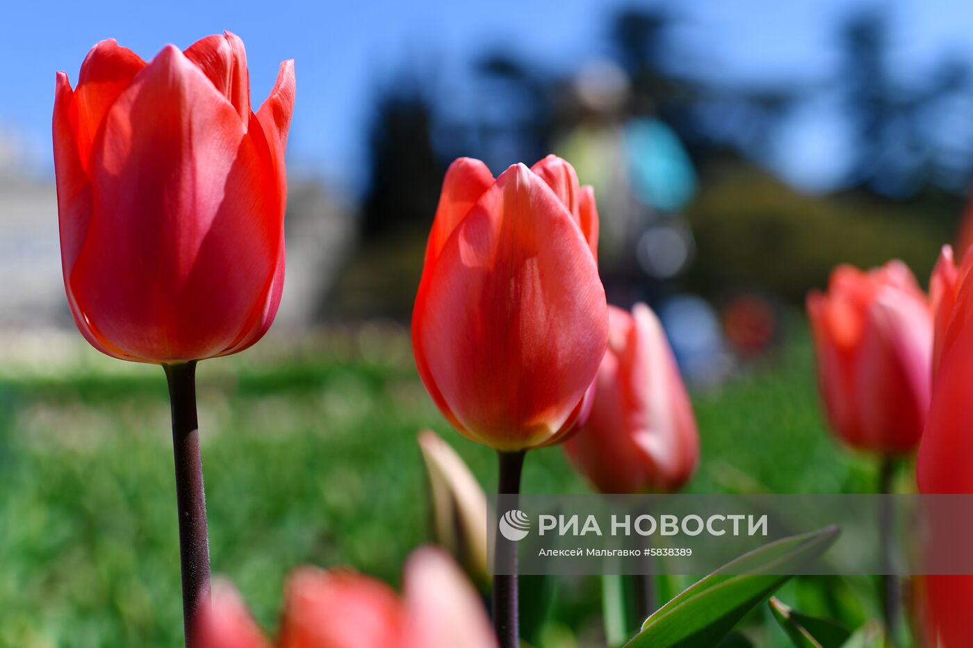Никитский ботанический сад в Крыму 
