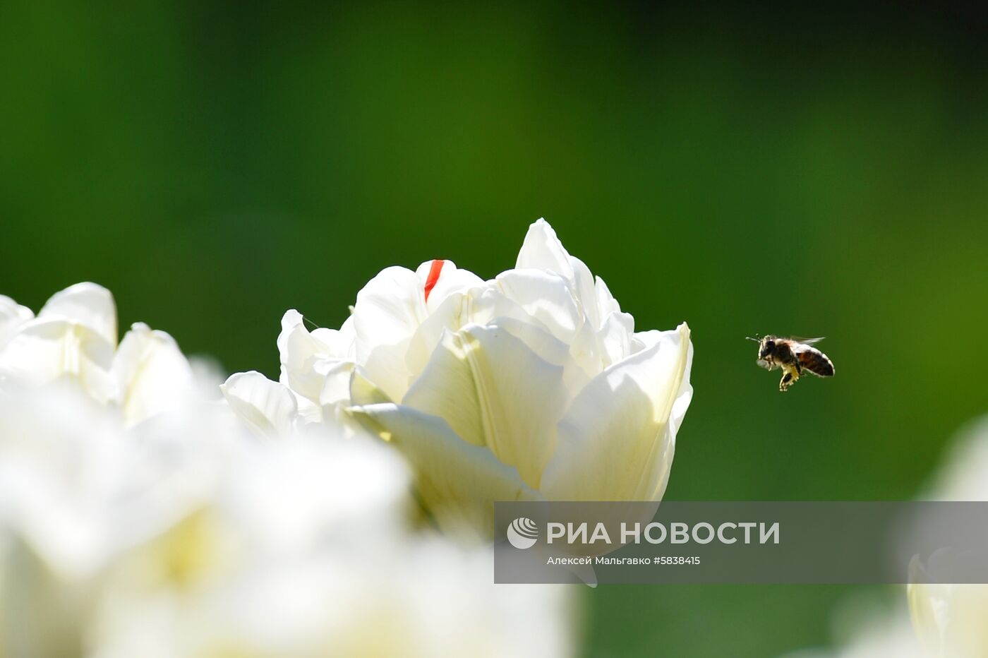 Никитский ботанический сад в Крыму