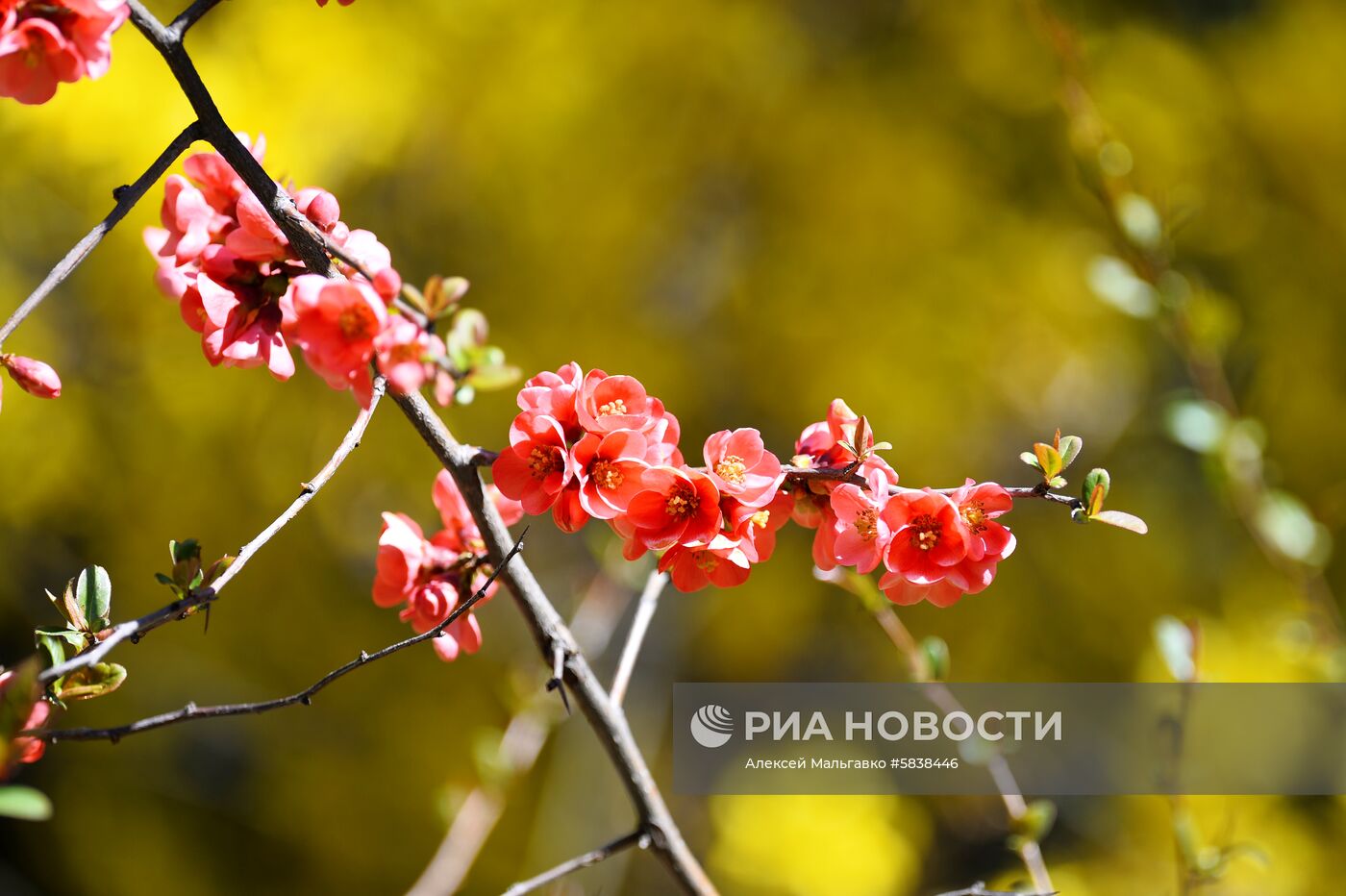 Никитский ботанический сад в Крыму