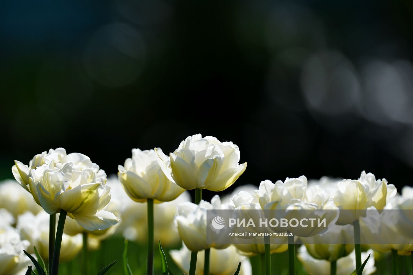 Никитский ботанический сад в Крыму