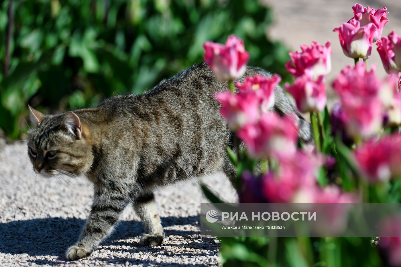 Никитский ботанический сад в Крыму