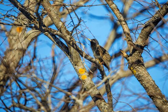 Музей-заповедник "Кижи" в Карелии