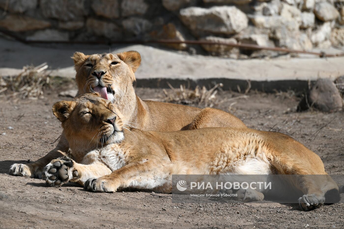 Обитатели Московского зоопарка