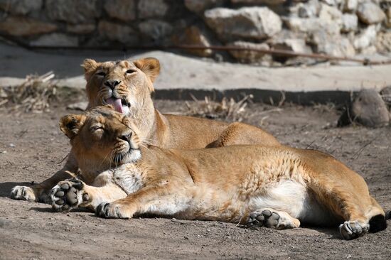 Обитатели Московского зоопарка