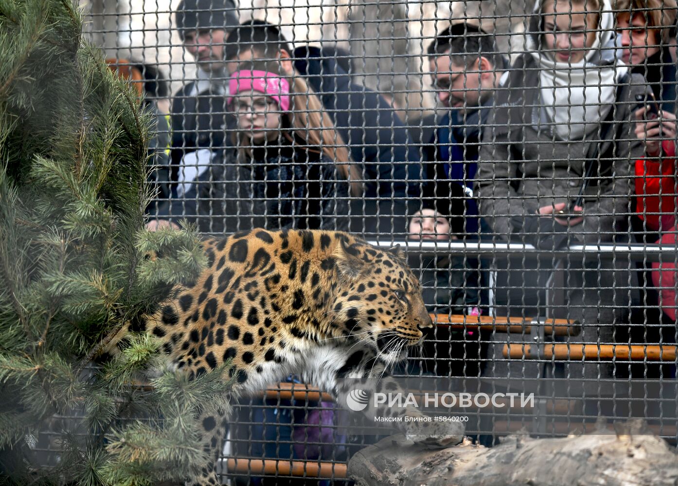 Обитатели Московского зоопарка