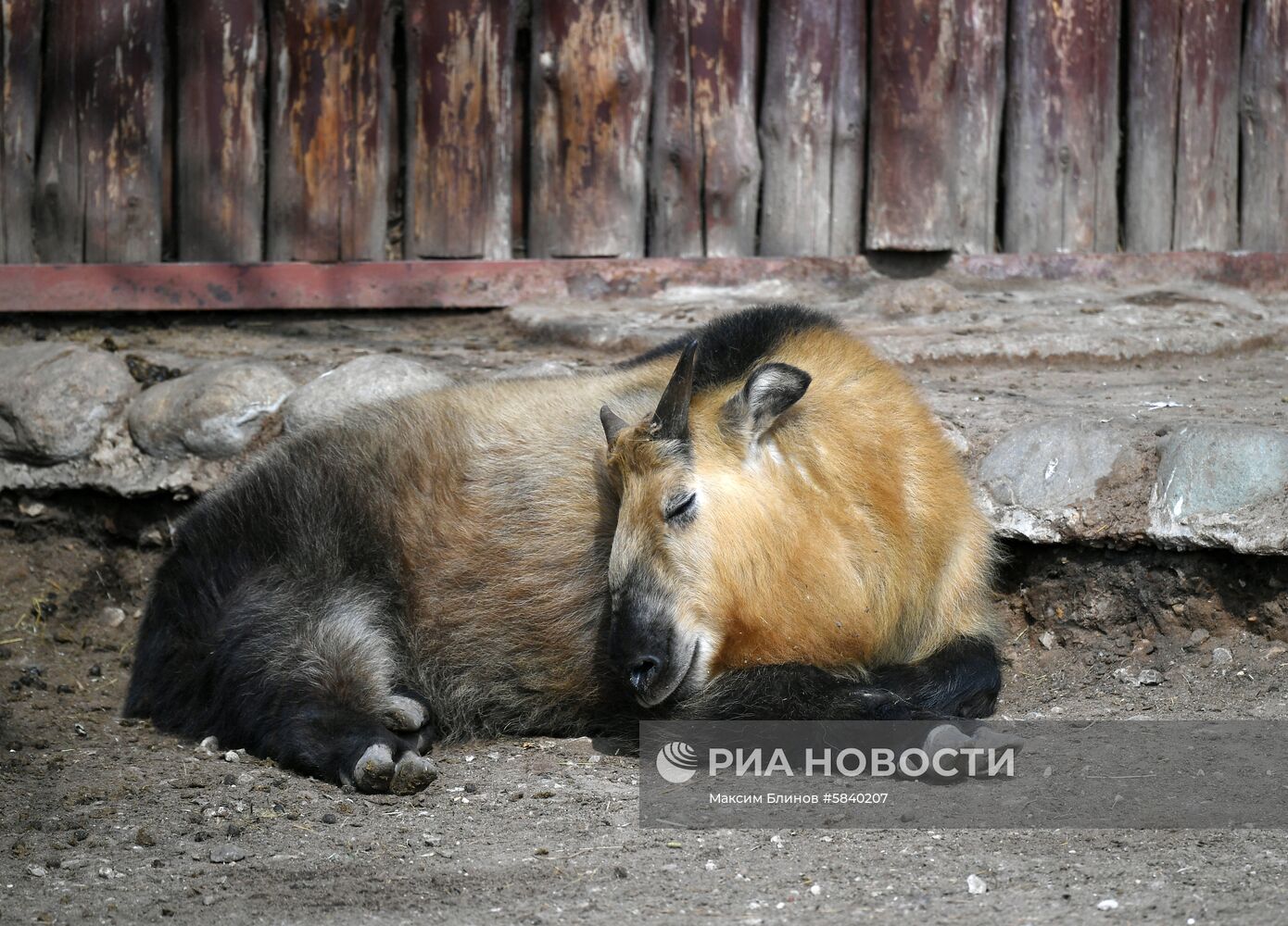 Обитатели Московского зоопарка